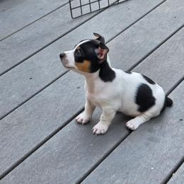 Boy 1 - Black and white male Teddy Roosevelt Terrier puppy in Bloomington, Illinois from Cherokeepoint Teddy Roosevelt Terriers