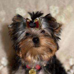 Lebowski - Blue and gold male Yorkshire Terrier puppy in Daggett, Michigan from Hetzel’s Enchanted Yorkies (Michigan)