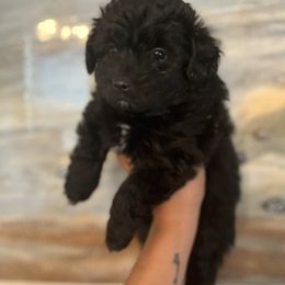 Regina - Black and white female Aussiedoodle puppy in Humble, Texas from DoodlePuppiesTX