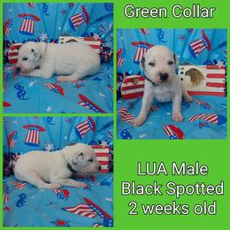 1 BLACK SPOT LUA MALE - White and black male Dalmatian puppy in Perry, Michigan from Mid-Michigan Dalmatians