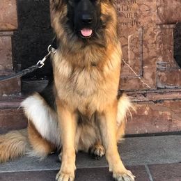 German Shepherd All Grown Up from Vom Sturmjäger