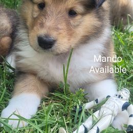 Collie Puppies from Jamie Jamie Andersen Andersen