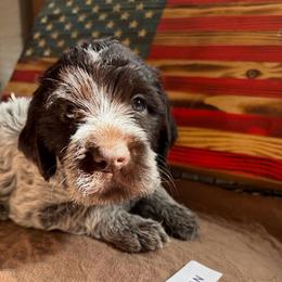 Wonder Woman - Brown and gray female Wirehaired Pointing Griffon puppy in Grangeville, Idaho from Happy Hollow Griffons