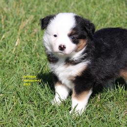 Depa, full tail - Black tri female Miniature American Shepherd puppy in Hillsdale, Michigan from Faithwalk Aussies and Mini American Shepherds