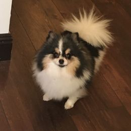 Cali - Pomeranian