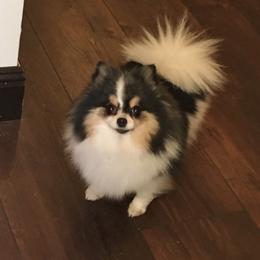 Cali - Pomeranian