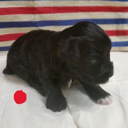 Charity - Black female Miniature Schnauzer puppy in Sandy, Utah from Phantom Mage Schnauzers