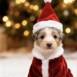 Ramie - Blue merle female Australian Shepherd puppy in Sedalia, Missouri from Affinity Aussies