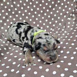 Jake Sully - Blue merle male Miniature Australian Shepherd puppy in Orrtanna, Pennsylvania from Mountain Top Shepherd's