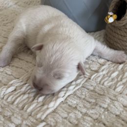 Boy 4 - Miniature Schnauzer puppy in Hull, Georgia from Ardent Miniature Schnauzers of Athens