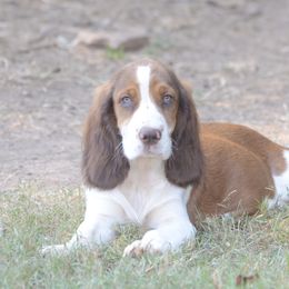 Peach - Liver and white female English Springer Spaniel puppy in Central, South Carolina from SarMel