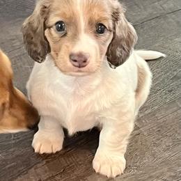 Violet - Red female Dachshund puppy in Massachusetts from Honey Bee Dachshunds