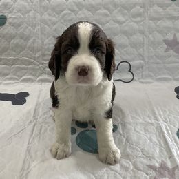Dillon - Liver and white male English Springer Spaniel puppy in Casnovia, Michigan from DESK Springer Spaniels