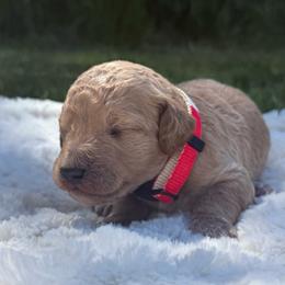 Steiner - Cream male Poodle puppy in Dayton, Washington from Country Sundance Poodles