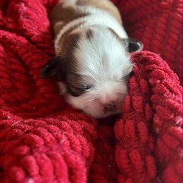 Charlie - Gold and white male Shih Tzu puppy in Clearwater, Florida from Willow’s Playpen