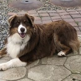 Ryder - Australian Shepherd