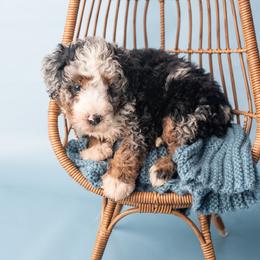 Dexter - Merle male Bernedoodle puppy in Lititz, Pennsylvania from Sleepy Hollow Acres