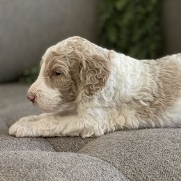 Poodle Puppies from Home of Doodles