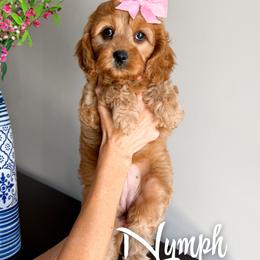 Nymph - Red female Cavapoo puppy in South Jordan, Utah from Wonderful World Doodles