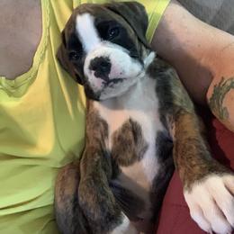 Boxer Puppies from Black Canyon Boxers