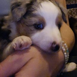 Miniature Australian Shepherd Puppies from Carter's Cuties