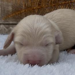 Merci female - Cream female Dachshund puppy in Desloge, Missouri from Snows Doxies