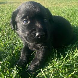 Purple - Black male Labrador Retriever puppy in Tiverton, Rhode Island from Our Little Farm