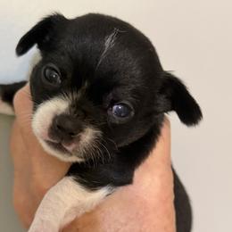 Queen - Black and white female Chihuahua puppy in Amity, Pennsylvania from Rhoda and Verna