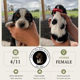 Girl 3 - Black white and tan female English Springer Spaniel puppy in Fort Meade, Florida from Lake in the Hills Springers
