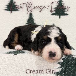 Cream Girl - Tri-color female Bernedoodle puppy in Rochester, New York from Point Breeze Doodles, LLC