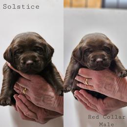 Solstice - Red Collar - Chocolate male Labrador Retriever puppy in Boyd, Minnesota from Lindley Labradors