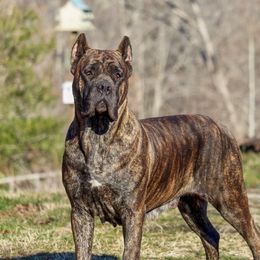 Nauti - Cane Corso
