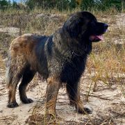 Leonberger All Grown Up from Dunderave Kennel