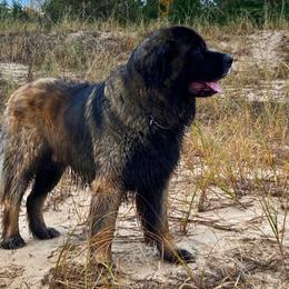 Leonberger All Grown Up from Dunderave Kennel