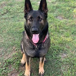 German Shepherd All Grown Up from Cerberus German Shepherds