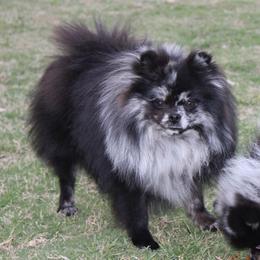 Mink - Pomeranian