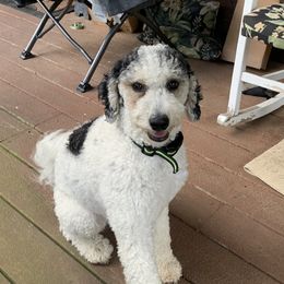 Hunny - Bernedoodle