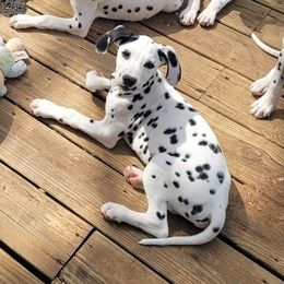 Emo - Dalmatian puppy from Developing Spots