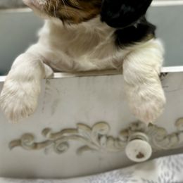 Cavalier King Charles Spaniel and Labrador Retriever Puppies from Happy Tails Kennel