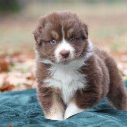 Tater - Red tri-color male Australian Shepherd puppy in Star City, Arkansas from Circle P Farm
