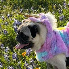 Kanela - Pug