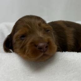 Zeppelin - Dapple male Dachshund puppy in Pulaski, Tennessee from Billboard Doxies