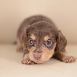 Jello -- FULL AKC cream - Chocolate and cream male Dachshund puppy in Neosho, Missouri from A Walk In The Park