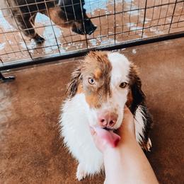 Daliah - Australian Shepherd