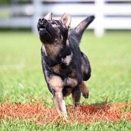 German Shepherds from von Vielfalt