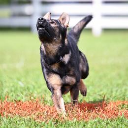 German Shepherds from von Vielfalt