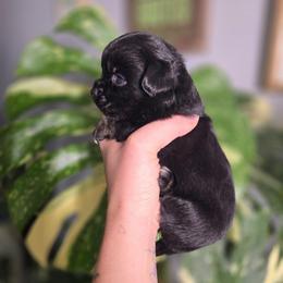 Toothless - Black and white male Chihuahua puppy in Springfield, Missouri from Carly Parker