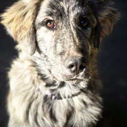 Opi - Colorado Mountain Dog