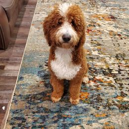 Bernedoodle, Goldendoodle, and Poodle Puppies from Southern Enchanted Doodles