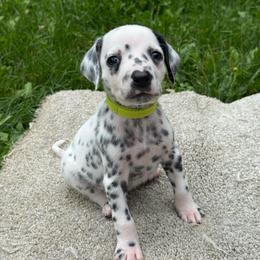 Champ - White and black male Dalmatian puppy in Newfoundland, Pennsylvania from Poconopaws